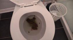 Morning turd sniffing to7567576ilet paper and my asshole is burning 00001